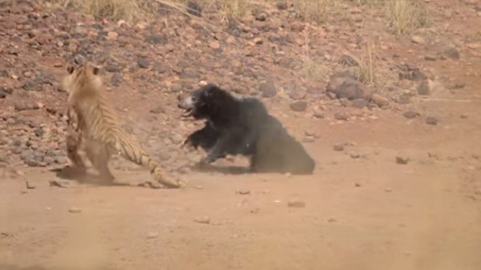 Mamá oso se enfrenta a un tigre en una sangrienta pelea para proteger a su cría