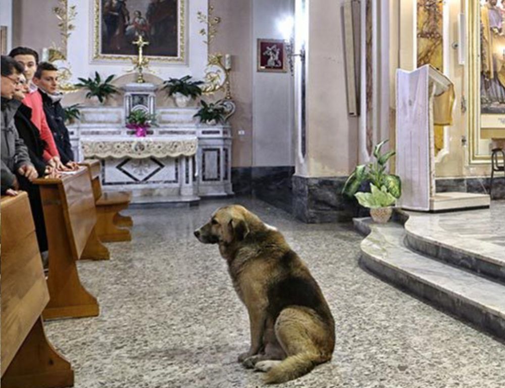 Perros