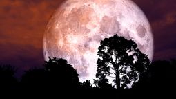 Luna de Fresa 2025: cómo afecta a cada signo.&nbsp;