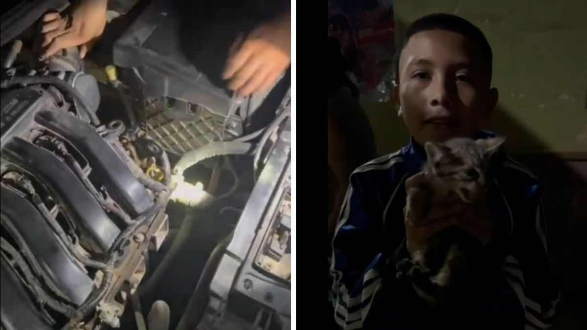 Emotivo rescate de un gato que quedó atrapado en el motor de un auto en Monterrico Emotivo rescate de un gato que quedó atrapado en el motor de un auto en Monterrico