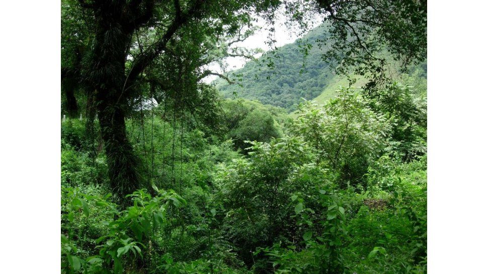 Bosque