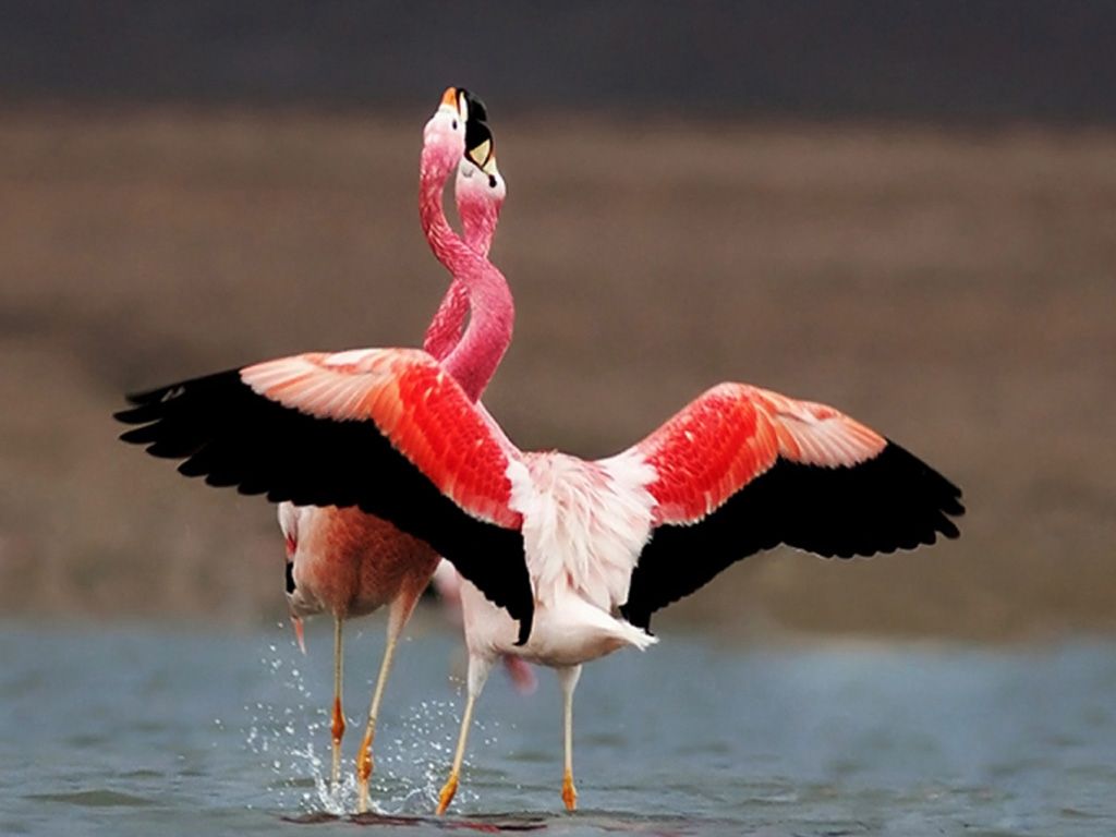 Flamencos