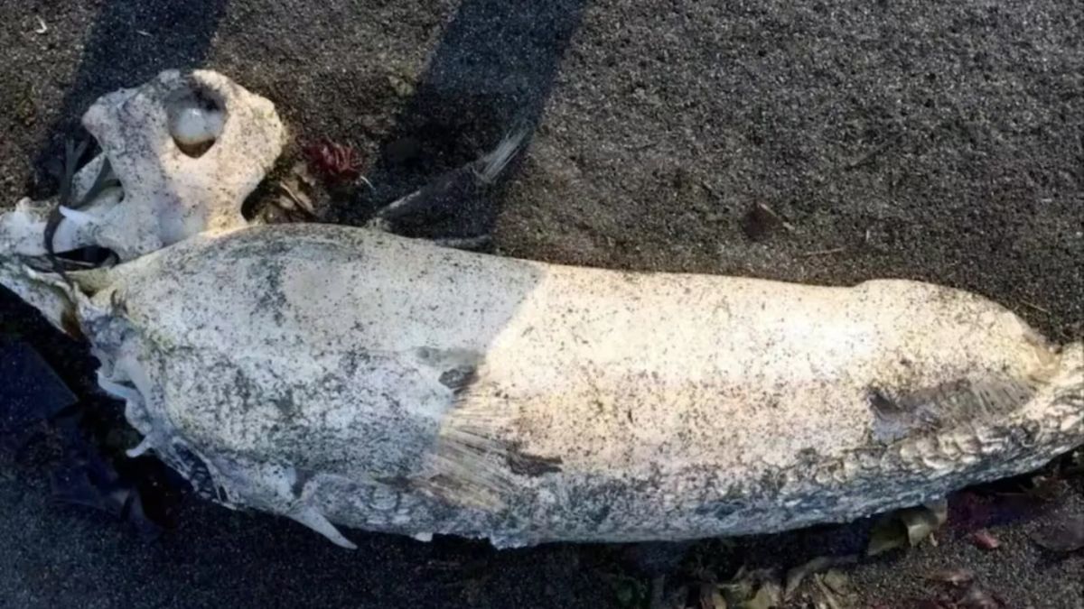 Encontró Una Criatura Extraña En La Playa Que Sorprendió A Expertos 0466