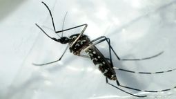 la vacuna contra el dengue&nbsp;fue aprobado en abril por ANMAT y próximamente llegará a Argentina.