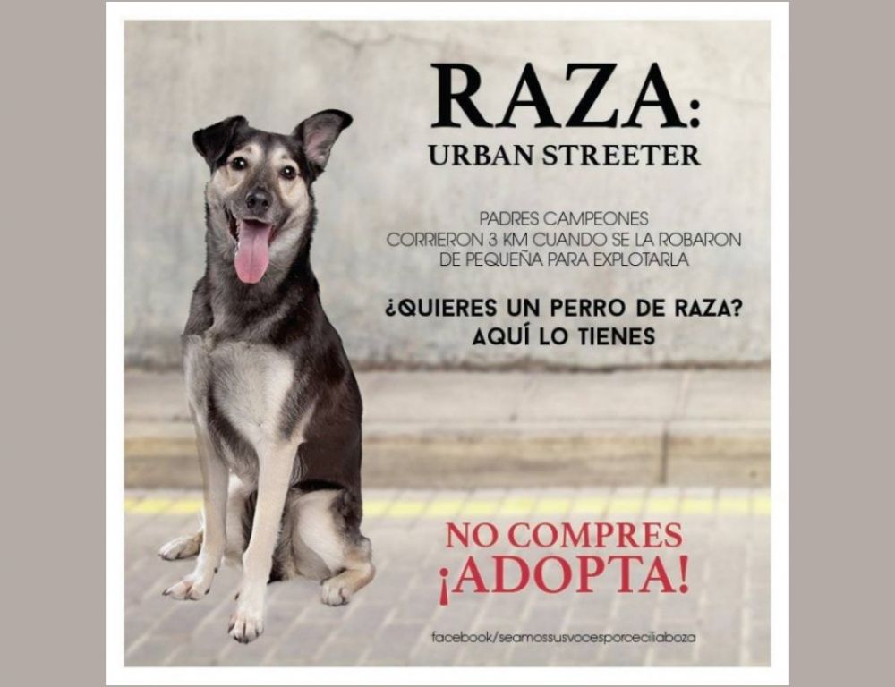 Los Streeter