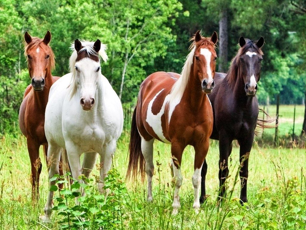 Animales equinos