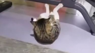 Un gato se hizo viral en Tik Tok tras ser filmado haciendo una rutina de ejercicios.