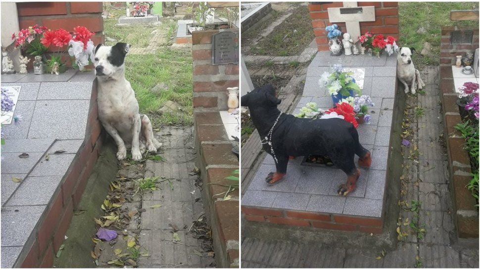 Un ángel: la historia del perro que no se despega de la tumba de su dueño