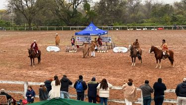 Concurso de Caballo Peruano de Paso en Jujuy