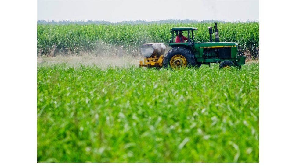 Sector agroindustrial