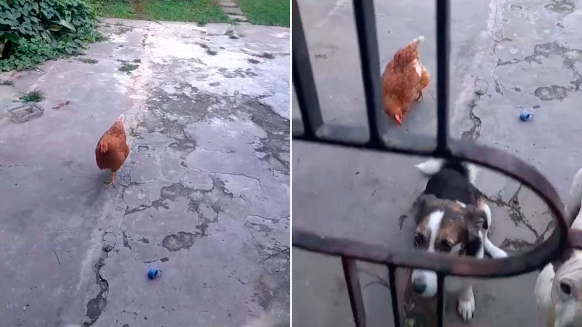 La historia de Irma: la “gallina perro” que cautivó a las redes. &nbsp;