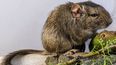 Una rata desconocida fue descubierta en las sierras de Córdoba