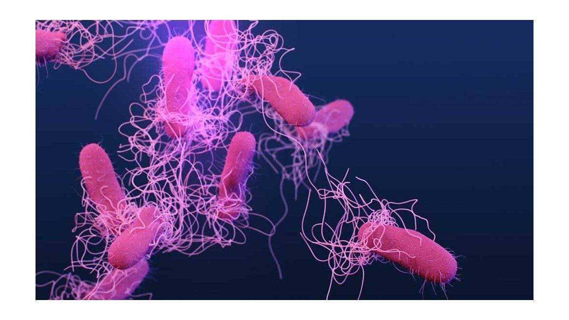 Todo Jujuy | Salmonella.jpeg