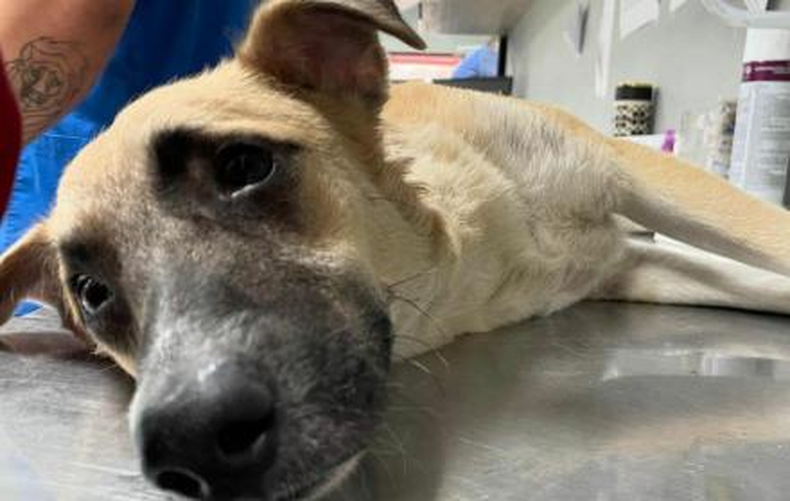 Casos de maltrato animal en Palpalá.