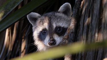 Un mapache quedó atrapado en un frasco y hubo un operativo para ayudarlo.