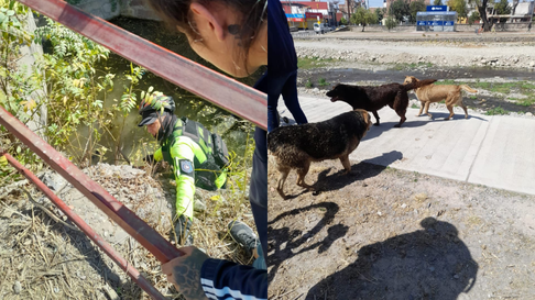 Todo Jujuy | Perro rescatado.png