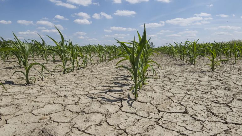 El fenómeno de La Niña preocupa a la producción tabacalera de Jujuy (Foto ilustrativa)