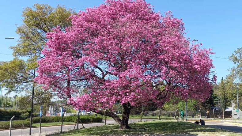 Flor del lapacho rosado.