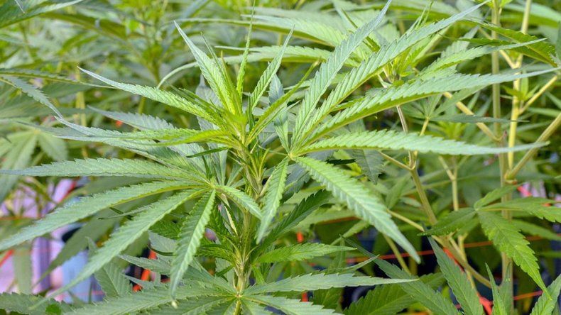 Sugieren marihuana cero durante el embarazo y la lactancia