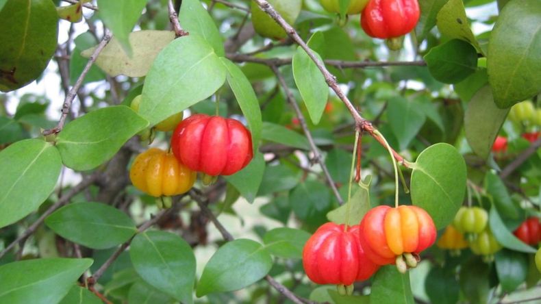 Pitanga, la fruta brasileña que crece en Jujuy y ayuda a fortalecer las defensas.