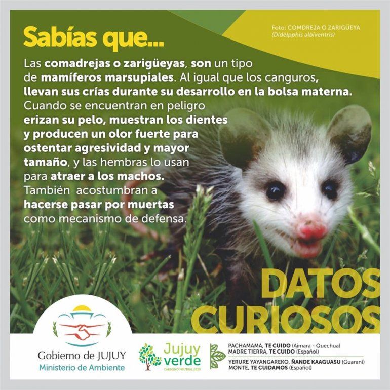 Comadreja