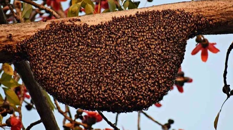 Qué hacer ante la presencia de abejas o avispas en casa (Foto ilustrativa)