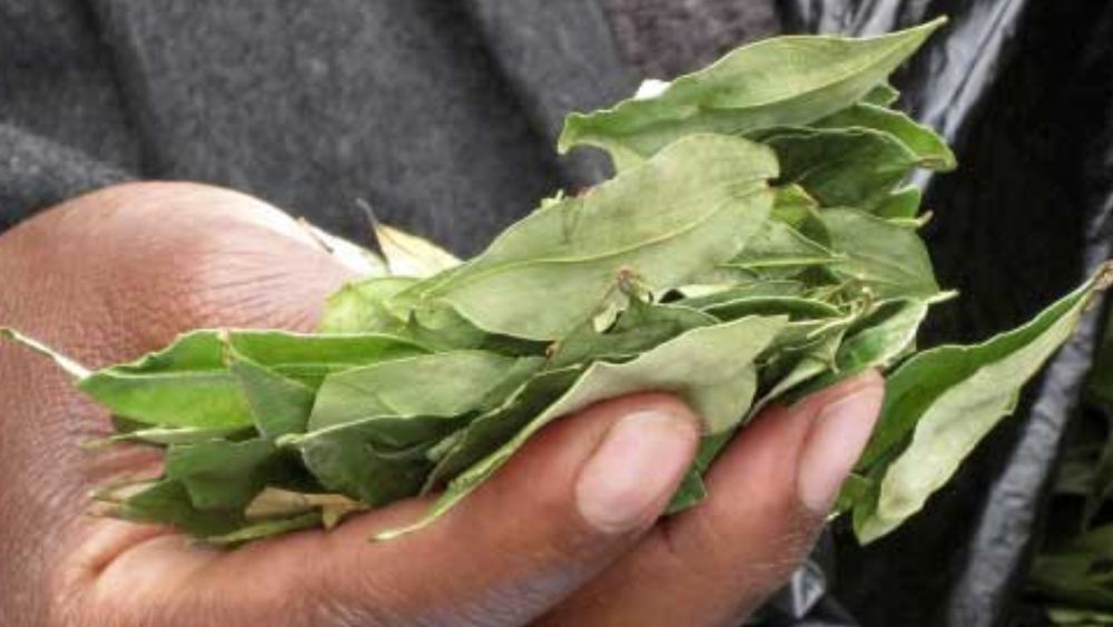 Aumento récord del precio de hoja de coca en Bolivia: cómo impacta en Jujuy