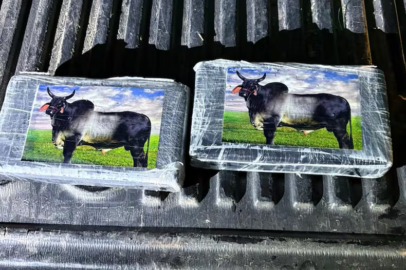 Un toro marcaba los 456 kilos de cocaína secuestrados