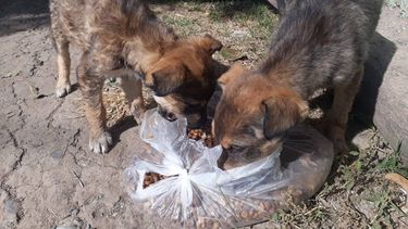 El abandono de perros en Jujuy se puede sancionar.