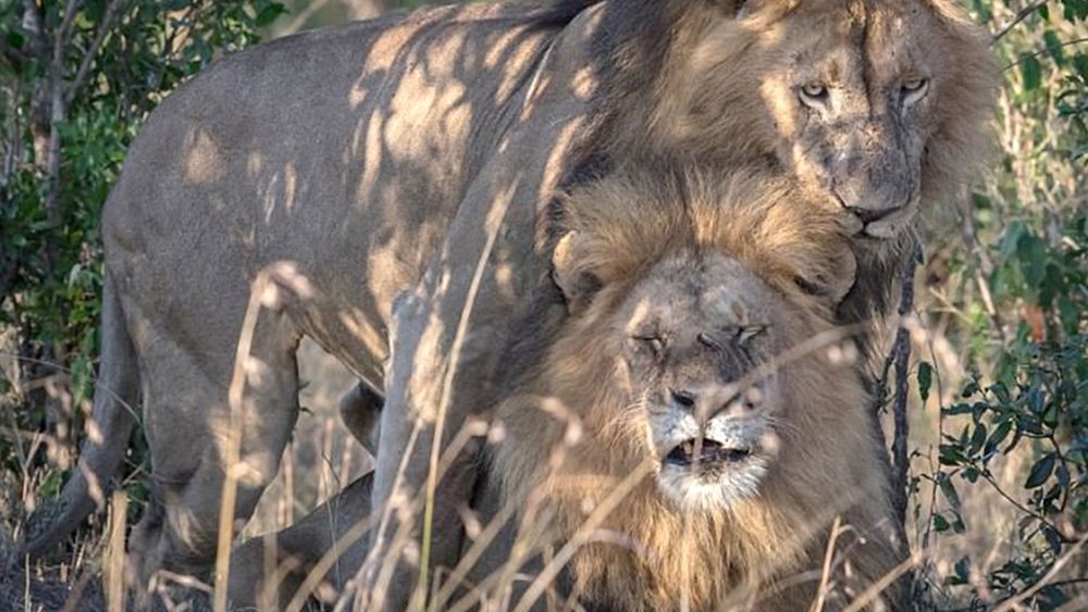 Escándalo en Kenia por dos leones gays: el gobierno dice que están poseídos por el demonio