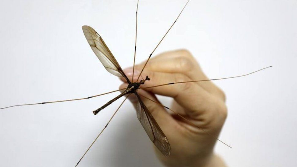 El mosquito más grande
