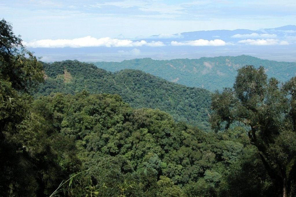 Bosques Nativos en Jujuy