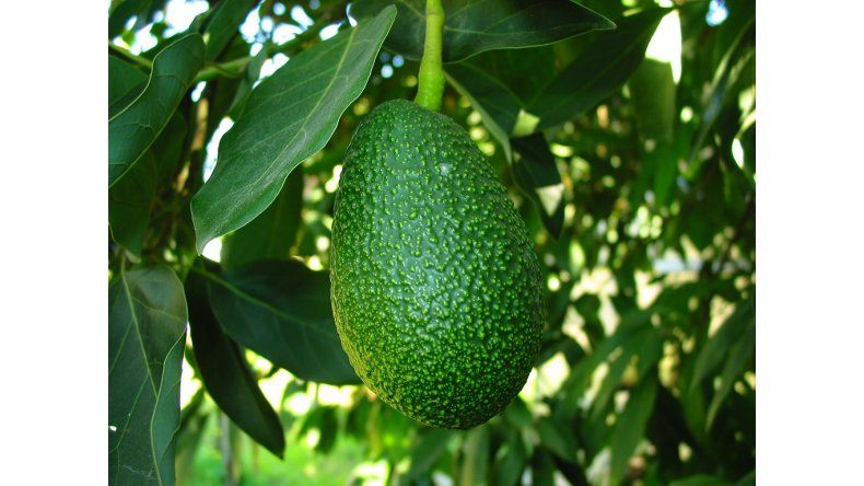Palta