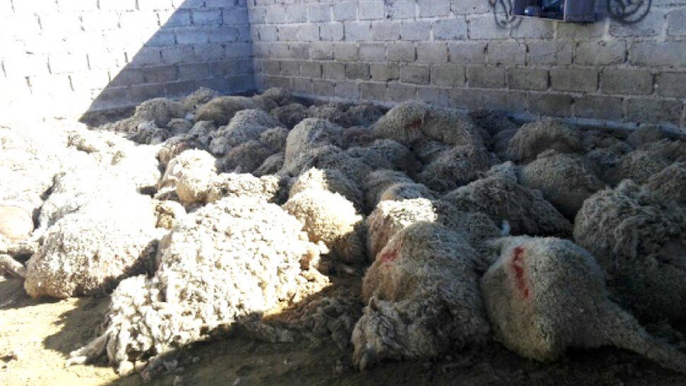 Conmoción en la Puna: aparecieron casi 200 ovejas muertas en un corral