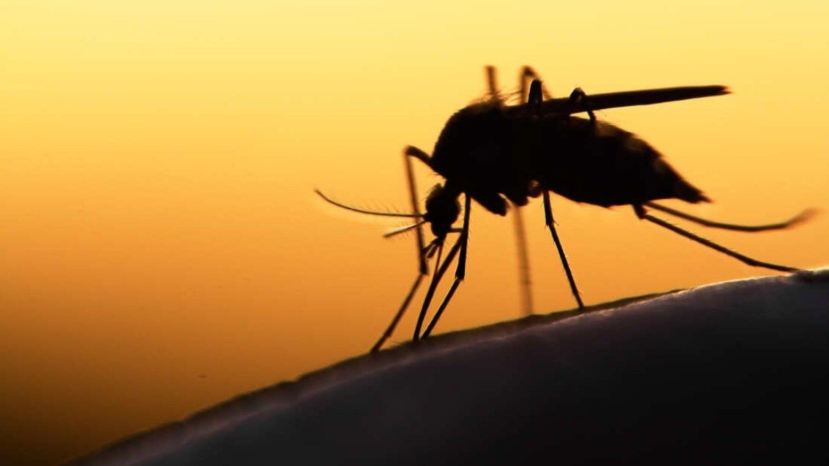 ¿Por qué nos pican los mosquitos? Mitos y verdades