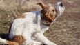 Trucos infalibles para evitar y eliminar las pulgas de los perros