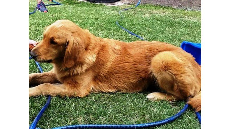 Labradora Golden extraviada