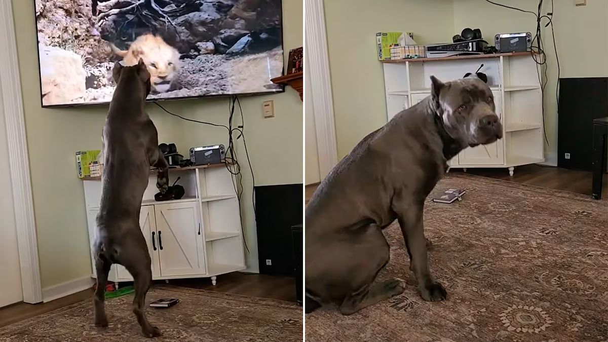 Se trata de una raza famosa por su gran tamaño y su naturaleza defensiva, que no pudo reprimir sus sentimientos.