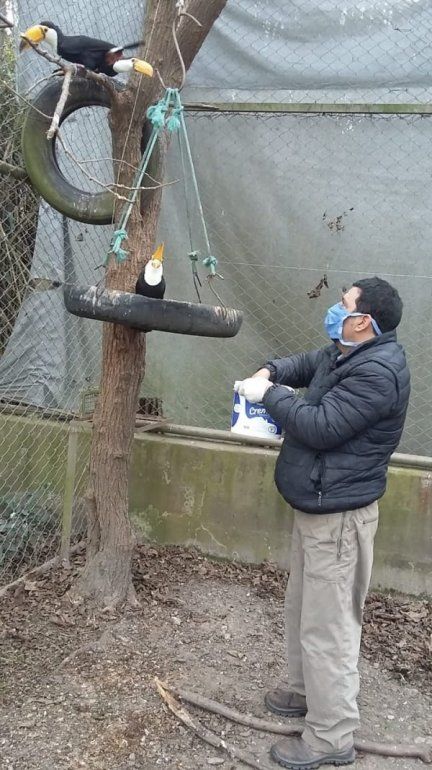 Tucan tucanes 2.jpg