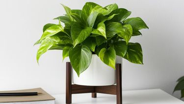 7 plantas de interior que no necesitan tierra y crecen todo el año. &nbsp;