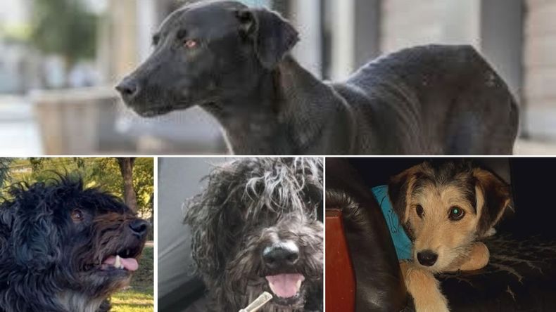 Pirotecnia sonora en Nochebuena: mascotas descontroladas, perdidas y un llamado urgente a la empatía Pirotecnia sonora en Nochebuena: mascotas descontroladas, perdidas y un llamado urgente a la empatía