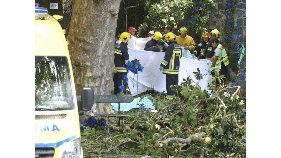 Caida del árbol en Madeira