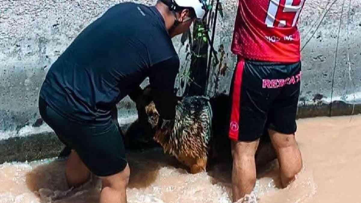 Perro atrapado en una canal