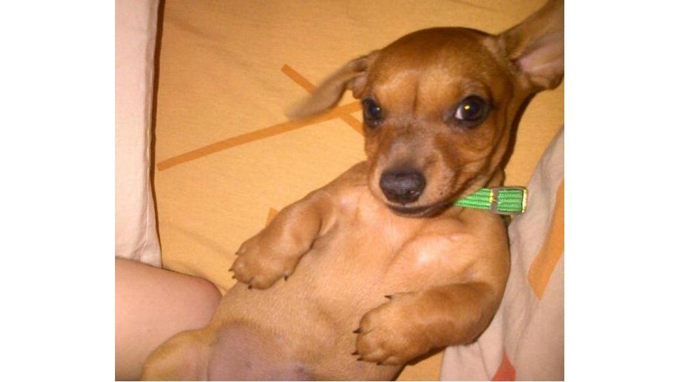 Mascotas que hacen bien