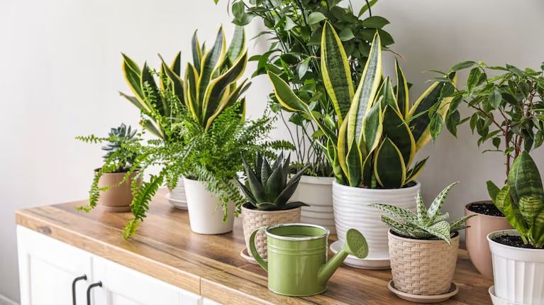 Cuáles son las mejores plantas para combatir la humedad.