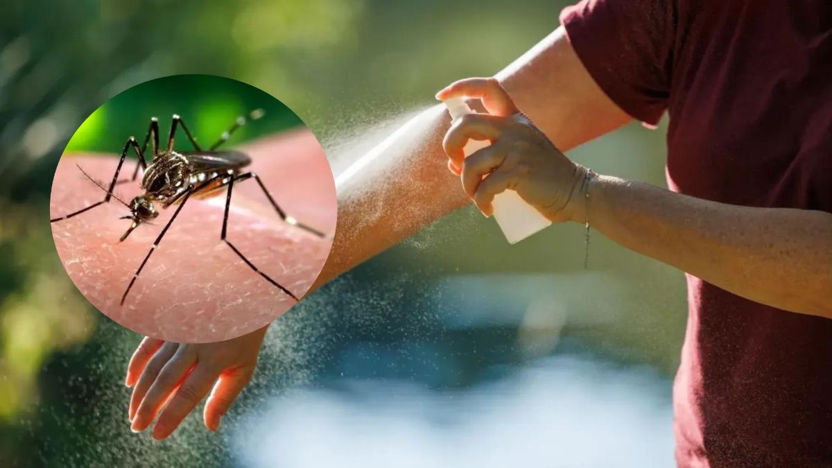 Fabrican en Jujuy un repelente natural para combatir el dengue