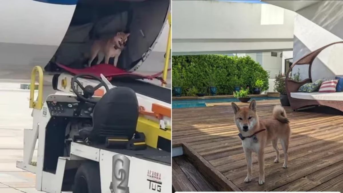 El video de este tierno perro se volvió viral en las redes sociales.