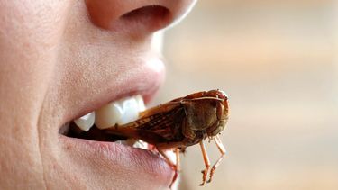 Quieren que se autorice en Argentina la comida con insectos.