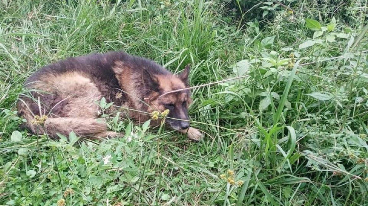 Todo Jujuy | Maltrato animal en San Antonio (2).jpeg