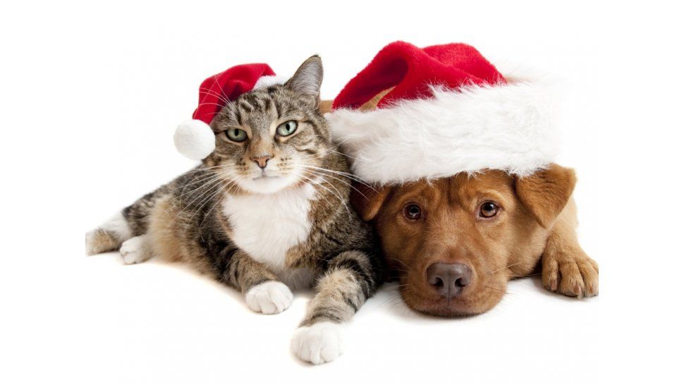 ¿Perros y gatos sufren por igual?
